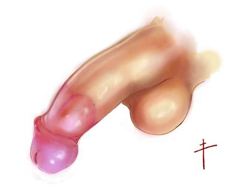 Human Male Penis By Pinklord Hentai Foundry