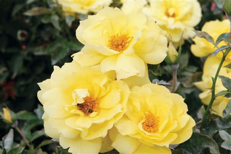 The Best Roses For A Shaded Garden