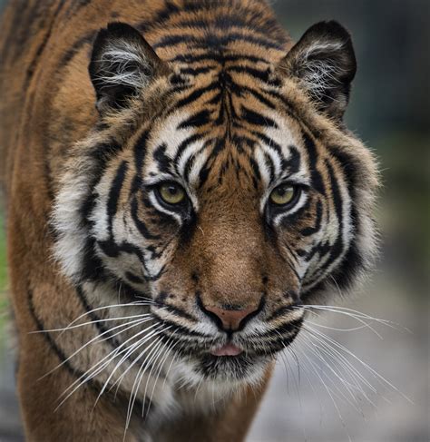 Tiger Rescue Blep Rblep