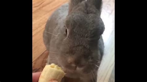 Bunny Eating Banana Light Asmr Youtube
