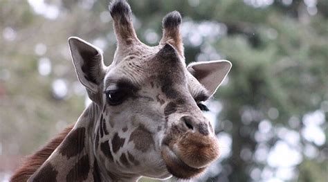 Woodland Park Zoo Postpones Earth Day Event As Coronavirus Precaution