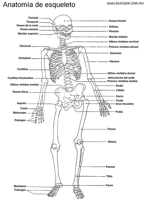 Anatomía Del Esqueleto Humano Junto Con Los Nombres De Los Huesos