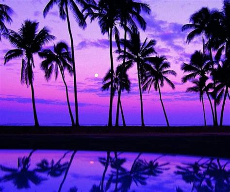 Palm Trees On The Water Sunset Wallpaper Beach Sunset Wallpaper Purple Sunset