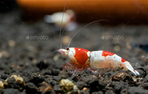 Red Bee Dwarf Shrimp Look For Food In Fresh Water Aquarium Tank With