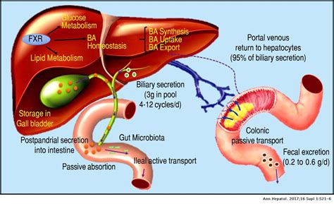 The Role Of The Gut Microbiota In Bile Acid Metabolism Annals Of