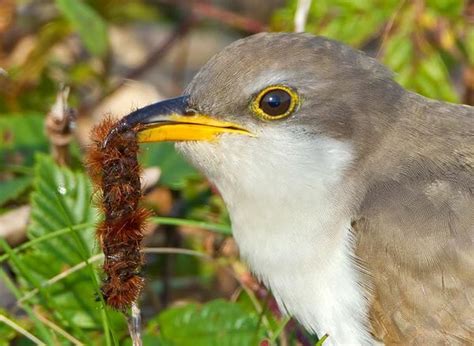 The best solution for a wild animal is almost always to leave it alone, especially since it is illegal to keep wild birds in your home. from birdnote: the antics of baby birds - A Way To Garden