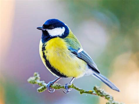 Feed The Birds This Winter Blue Diamond