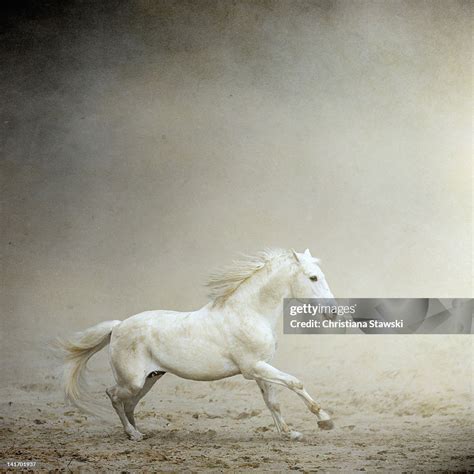 White Horse Galloping Posters Art Prints Wall Murals 250 000 Motifs