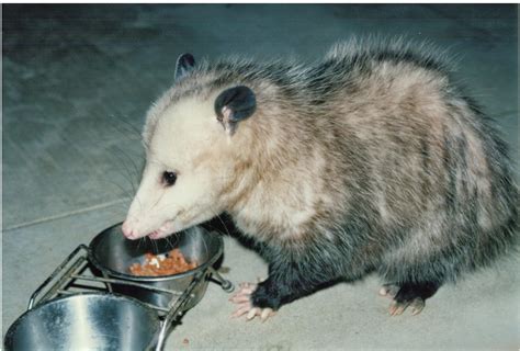 The australian possums also eat most fruits. Cannundrums: Baked Opossum