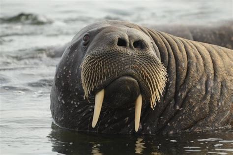 Protection Of Endangered Species The Walrus Russian Geographical Society