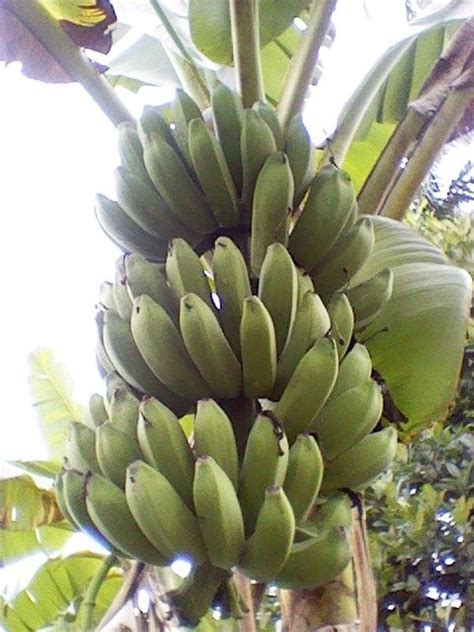 Plantain Banana Pisang Raja Fruits On Trees Pinterest Bananas