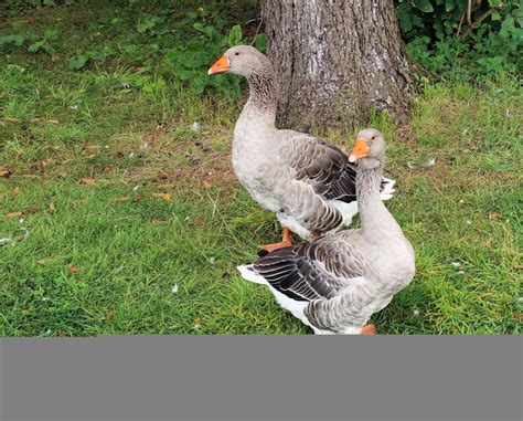 Free Images Wildlife Beak Livestock Fowl Fauna Duck