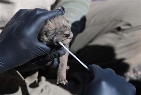 The Extreme Effort To Save Mexican Wolves From Extinction Washington Post