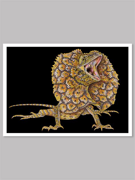 Frilled Neck Lizard Colored Pencil Drawing — Tim Jeffs Art