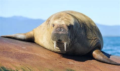 Science News Deadly Walrus Attack Sinks Russian Navy Ship During