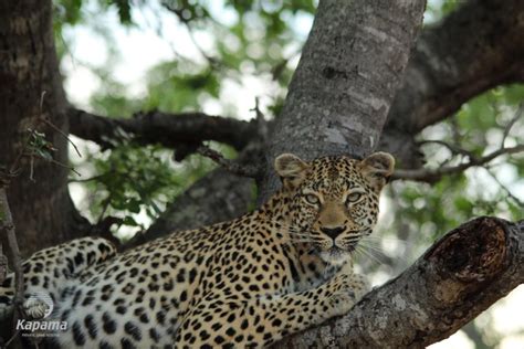 Relaxed Leopard Tracking Kapama Blog