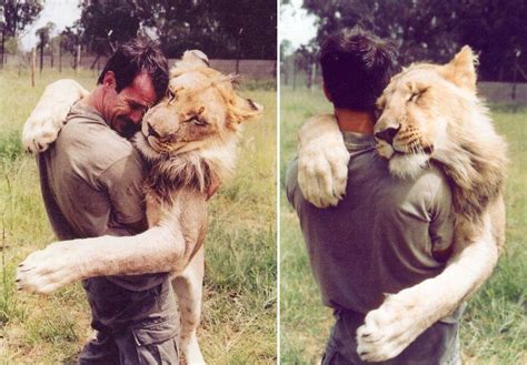 Lion Hug Love Lions Hugging Animals Beautiful Animal Facts