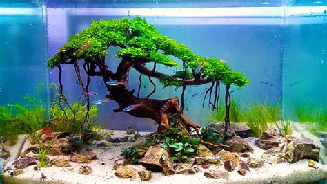 Bonsai Aquascape Trend Masa Kini