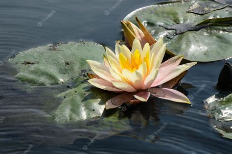 Premium Photo Water Lily Nymphaea Tetragona