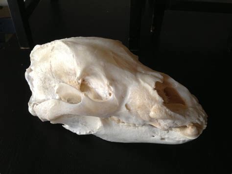 Got My Bear Skull Back Black Bear Or Grizzly Bear Hunts