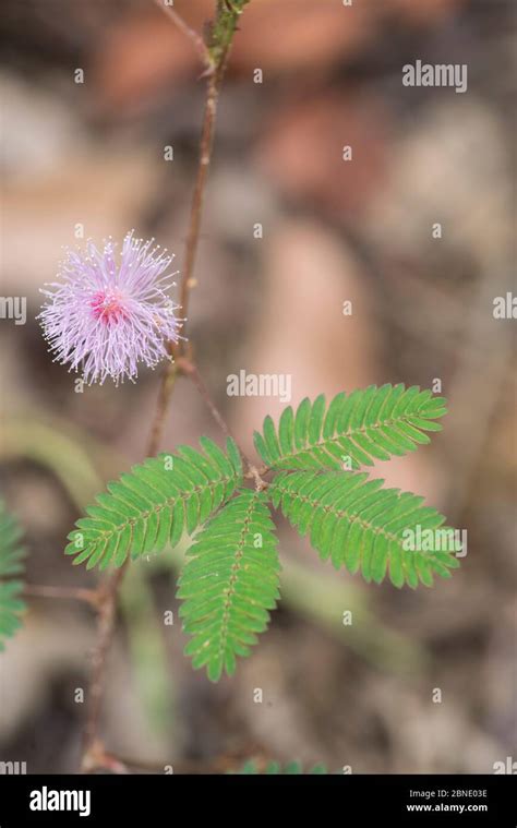 Sensitive Plant Mimosa Pudica With Leaves Open Sabah Borneo