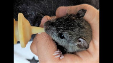 Feeding Orphaned Baby Roof Rat Using A Mini Miracle Nipple Youtube