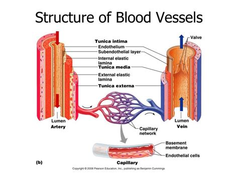 Ppt Blood Vessels And The Mammalian Heart Powerpoint Presentation