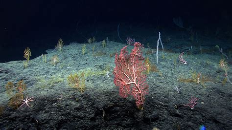Exploring Deep Sea Coral Habitats In The Gulf Of Mexico Gulf Of Mexico