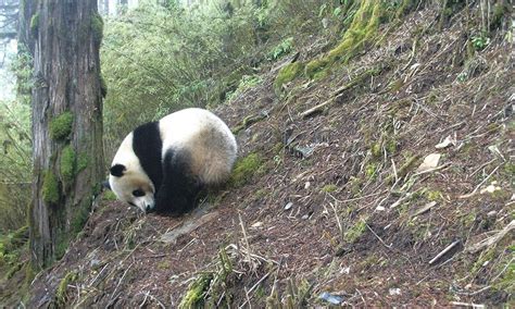 How Camera Traps Help Panda Conservation Stories Wwf