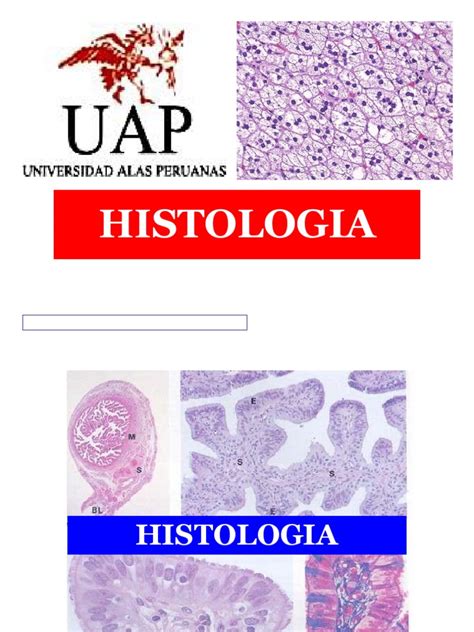 Histologia Pdf Epitelio Fisiologia Animal