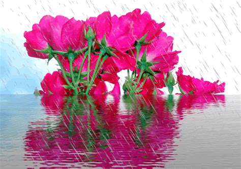 صور متحركة رائعة لتساقط الأمطار على الورود في الشتاءصور أمطار متحركة