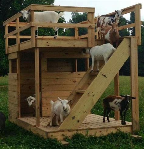 Diy Rooftop Terrace Goat House In 2020 Goat House Goat Playground Goat Shed