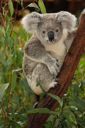 Cute Koala On Tree Branch Portrait Stock Photo Download Image Now