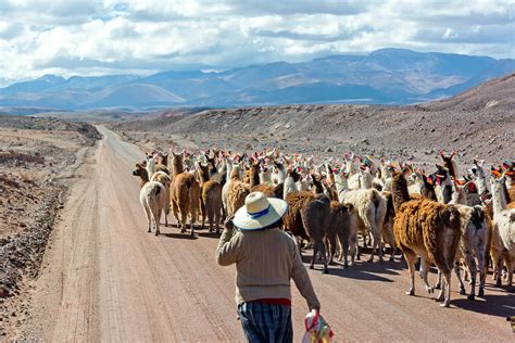 Llama Herd On Road Photograph By Jess Kraft Fine Art America