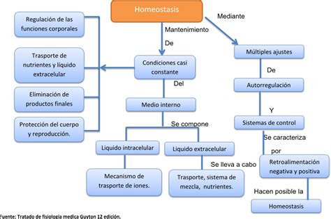 Fisiolog A B Sica Mapa Conceptual Mapa Mental Homeostasis The