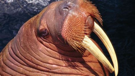 Walrus Description Size Habitat Diet And Facts Britannica