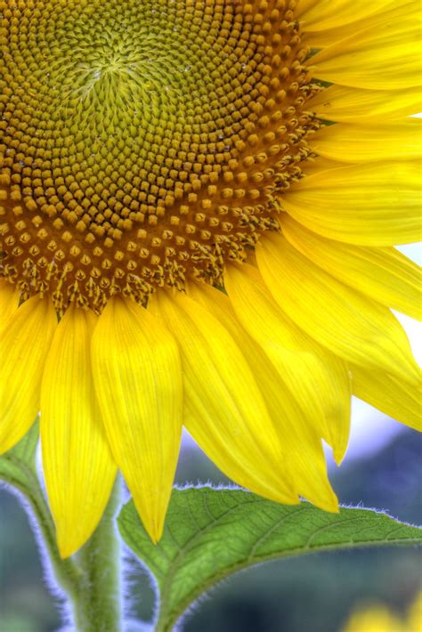 Close Up Of A Sunflower Smithsonian Photo Contest Smithsonian Magazine