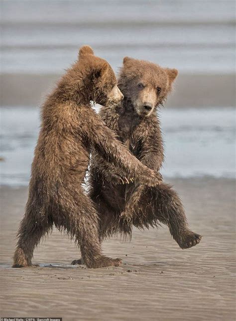 Dancing Bears Two Young Grizzly Cubs Playing On The Shore Look As