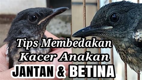 Rai raka channel 28 july 2020. Perbedaan Jantan/Betina Burung Decu Kembang - Perbedaan ...