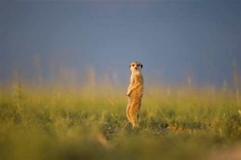 Meerkats Use Photographer As Lookout