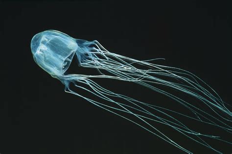 Australian Teen Dies In Tragic Poisonous Jellyfish Attack