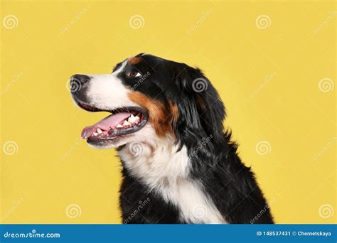 Funny Bernese Mountain Dog On Color Stock Image Image Of Pedigree