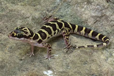 Scientists Discover 15 New Gecko Species In Myanmar