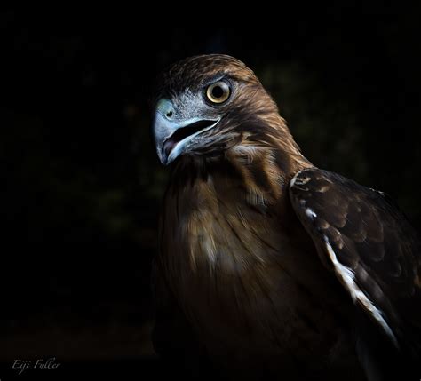 Red Tail Hawk 2 Instagram Eijiphoto Eiji Fuller Flickr