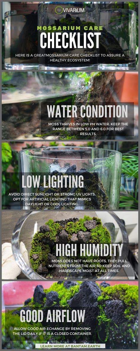 Mossarium Complete Care Guide And How To Build Moss Terreriums Diy