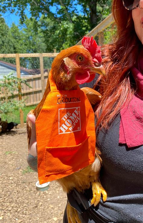 You will not be disappointed. Life pro tip: Home Depot gift card aprons fit chickens ...
