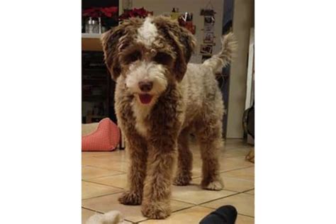 33 Cute Aussiedoodle Haircut Ideas All The Different Types And Styles