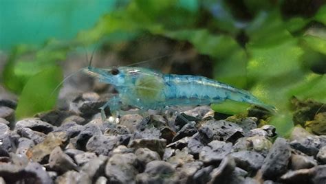 Blue Jelly Shrimp Nilufar