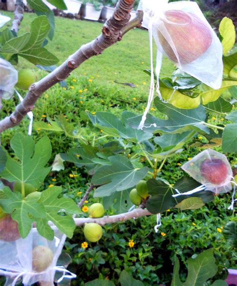 How To Grow Fig Trees In Pot Growing Fig Figs Care Naturebring