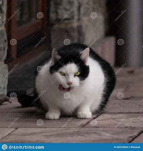 Selective Focus Shot Of A Cute Cat With Its Tongue Out Stock Photo